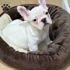 Snowball, French Bulldog Puppy